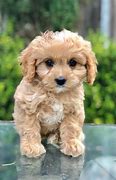 Image result for Cutest Puppy in the World