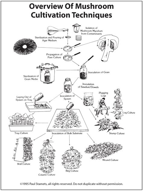A Pictorial Overview of Mushroom Tissue Culture and Cultivation | Stuffed mushrooms, Growing ...