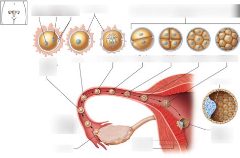 Image result for Early Embryo Development