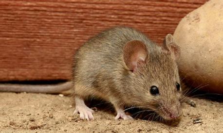 老鼠生活习性及如何灭鼠 - 知乎