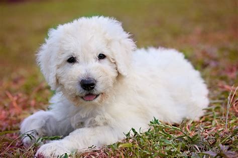 Apor is going to grow to be handsome and grand Komondor dog. | Komondor ...