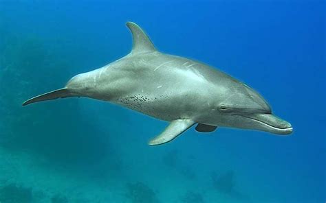 Image result for Dolphin Evolution