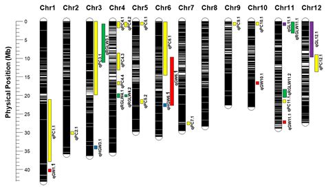 Identification of Genomic Regions Controlling Chalkiness and Grain ...