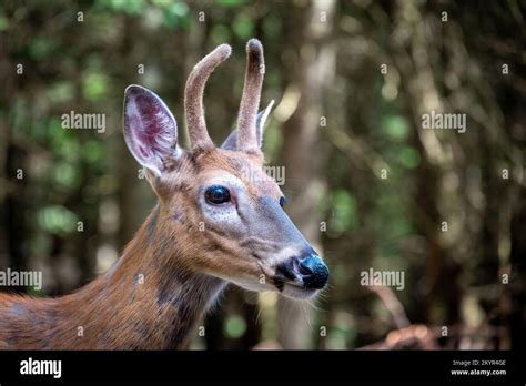 Image result for Snapping Turtle Running