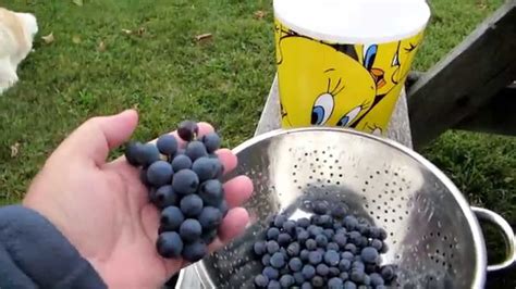 Image result for Easy Homemade Wine Using Grapes