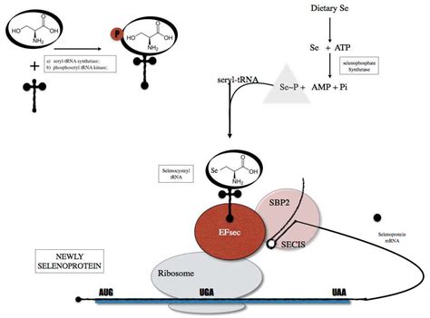 Selenium and Selenoproteins in Immune Mediated Thyroid Disorders