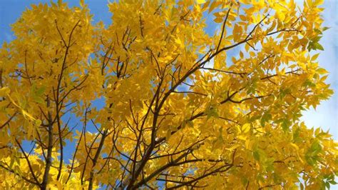 Ash Tree Identification Guide 的图像结果