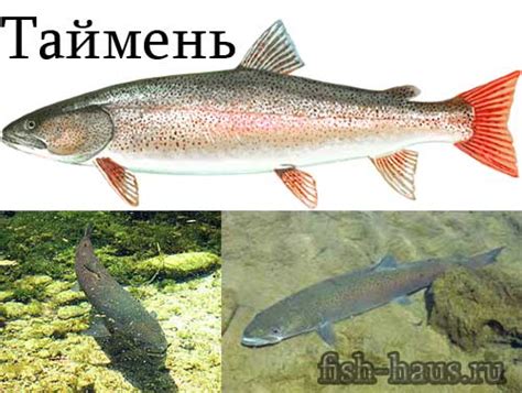 Рыба таймень описание и фото | Ареал обитания, внешний вид