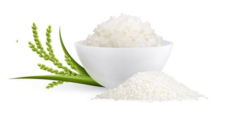 Leading Manufacturer & Exporter of Rice, Wheat, and Cumin Rice | Rathi Agro