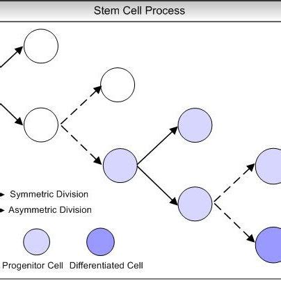 Stem Cell Process 的图像结果