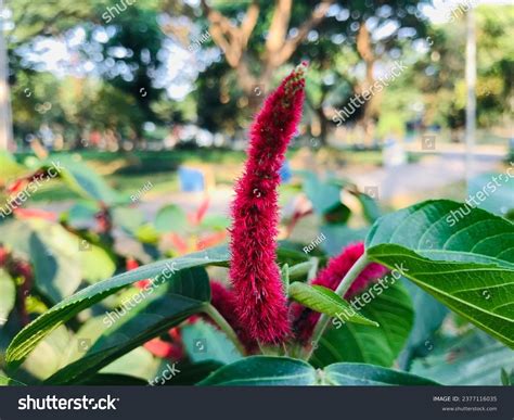 Image result for Bunga API Kucing