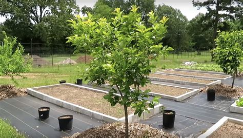 Image result for How Do You Fertilize a Tree