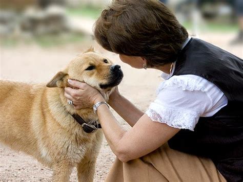 研究表明狗狗确实能听懂人说话_扬州中贸宠物用品有限公司