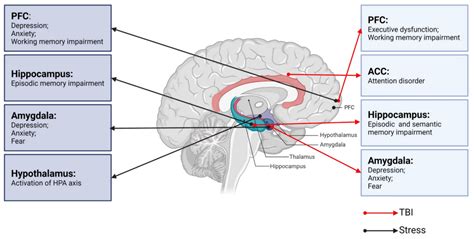 Neurobiological Links between Stress and Traumatic Brain Injury ...