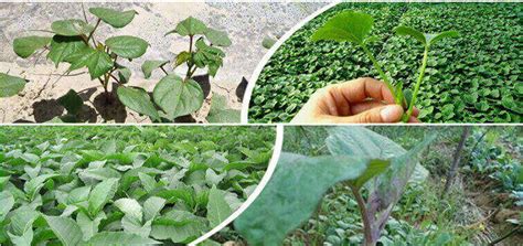 Image result for Transplanter Machine