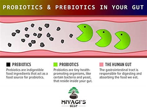 Buy Miyagi's Best PreBiotic Supplement with PreforPro Compliment Any ...