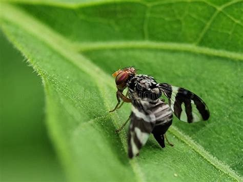 Image result for Maggot Fly Pattern