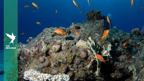 Red Sea ecosystem at risk after cargo ship sinks near El Quseir