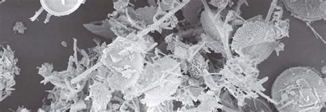 Canadian Bacteria-Like Fossils May Be Oldest Evidence of Life Yet