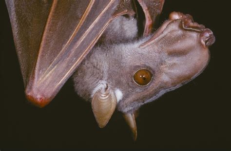 Hammer-Head Fruit bat, largest in world with wing span 3-feet across ...