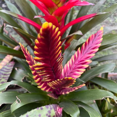 Vriesea Solo – Yellow Sword Bromeliad | myBageecha
