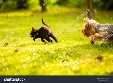 646 Dog Chases Cat Images, Stock Photos & Vectors | Shutterstock