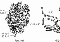 Image result for 腺体柔