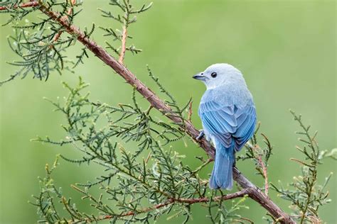 Are Blue Birds Endangered at Joan Currie blog