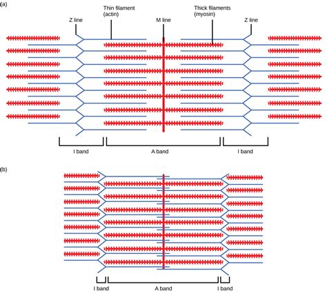 Image result for Muscle Contraction Animation