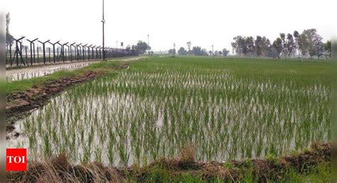 BSF's initiative wins border farmers' hearts | Amritsar News - Times of ...