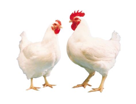 Buy Meat Online Kochi | Sourced Fresh From Angamaly Market