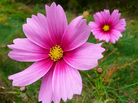 When Does Cosmos Flower Bloom at Fernande Frank blog
