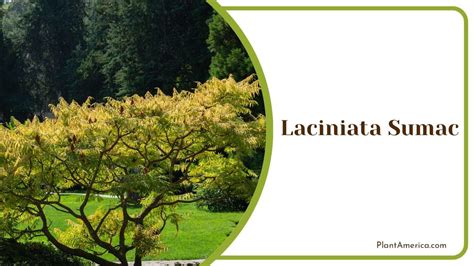 Sumac Tree Identification 的图像结果