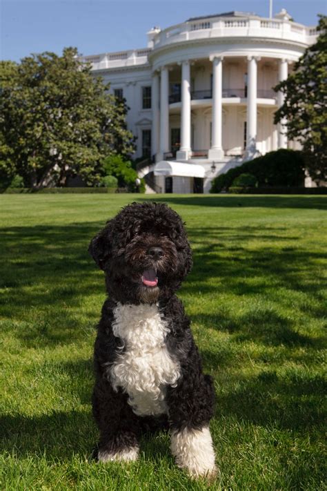 https://hips.hearstapps.com/hmg-prod/images/in-this-handout-image-provided-by-the-white-house-the-news-photo-1579628284.jpg?crop=1xw%3A0.99986xh%3Bcenter%2Ctop&resize=980%3A%2A