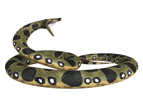 Anaconda PNG Transparent with No Background (16) - Photo #6458 - BiNps ...