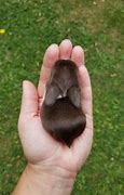 Image result for Really Cute Holland Lop Baby Bunnies