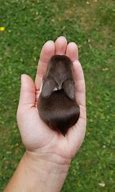 Image result for Baby Brown Holland Lop Bunnies