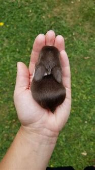 Image result for Holland Lop Cute Babies