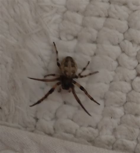 Fell from attic ceiling into hair. Ideas about what kind of spider ...
