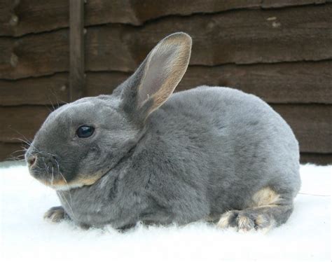 Image result for Mini Rex Varieties