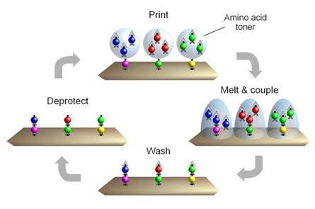 Peptide Microarray Applications 的图像结果