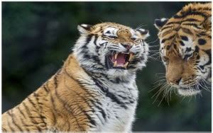 Roar Tiger Poster - Tiger posters - Tiger poster for room - tiger ...