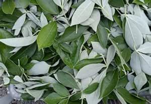 Fresh Nochi Leaves, Natural Green Vitex Negundo, Medicinal Plant 200 ...