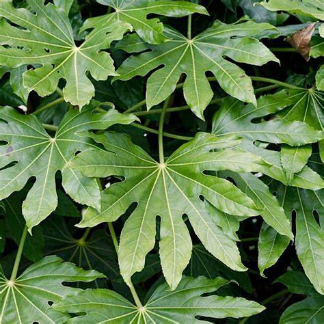 Northern California Wholesale Plant Nursery - Western Star Nurseries