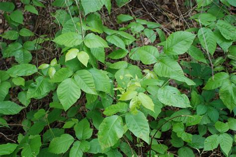 Identifying Poisonous Plants: Poison Ivy, Oak, and Sumac