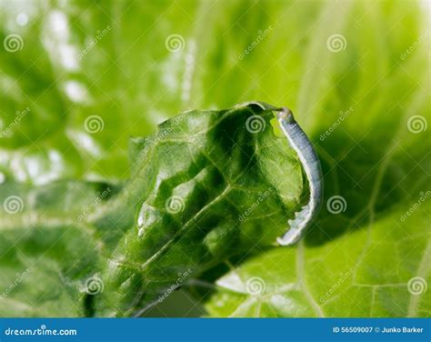 Cabbage Looper, Cabbage Worm, Moth Family Noctuidae Caterpillar Stock ...