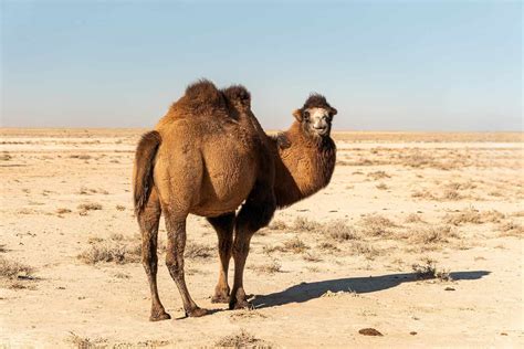 Unique Animals in Gobi Desert: Survival in Harsh Conditions