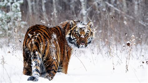 Tiger in Snow Wallpapers | HD Wallpapers | ID #467