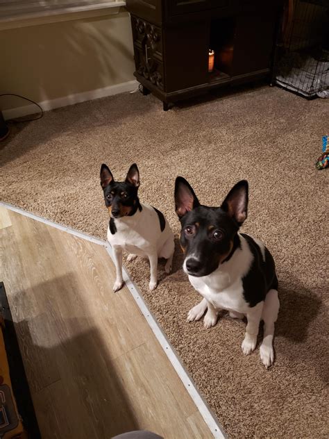 Decker Rat terrier vs Standard : r/ratterriers