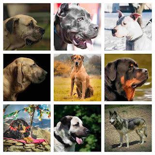 Top 10 Dogs That Can Kill a Lion: Unveiling Fiercest Guardians